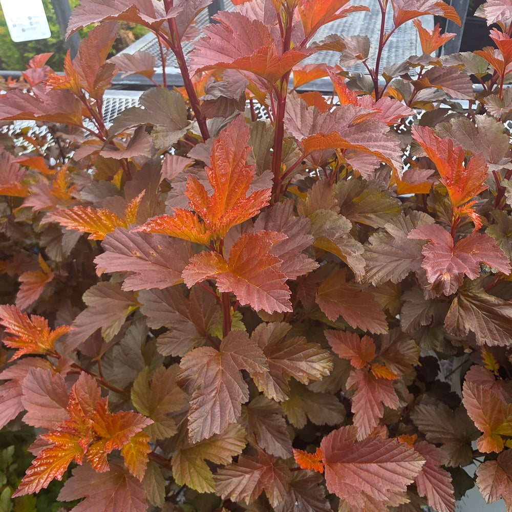 Center Glow Ninebark