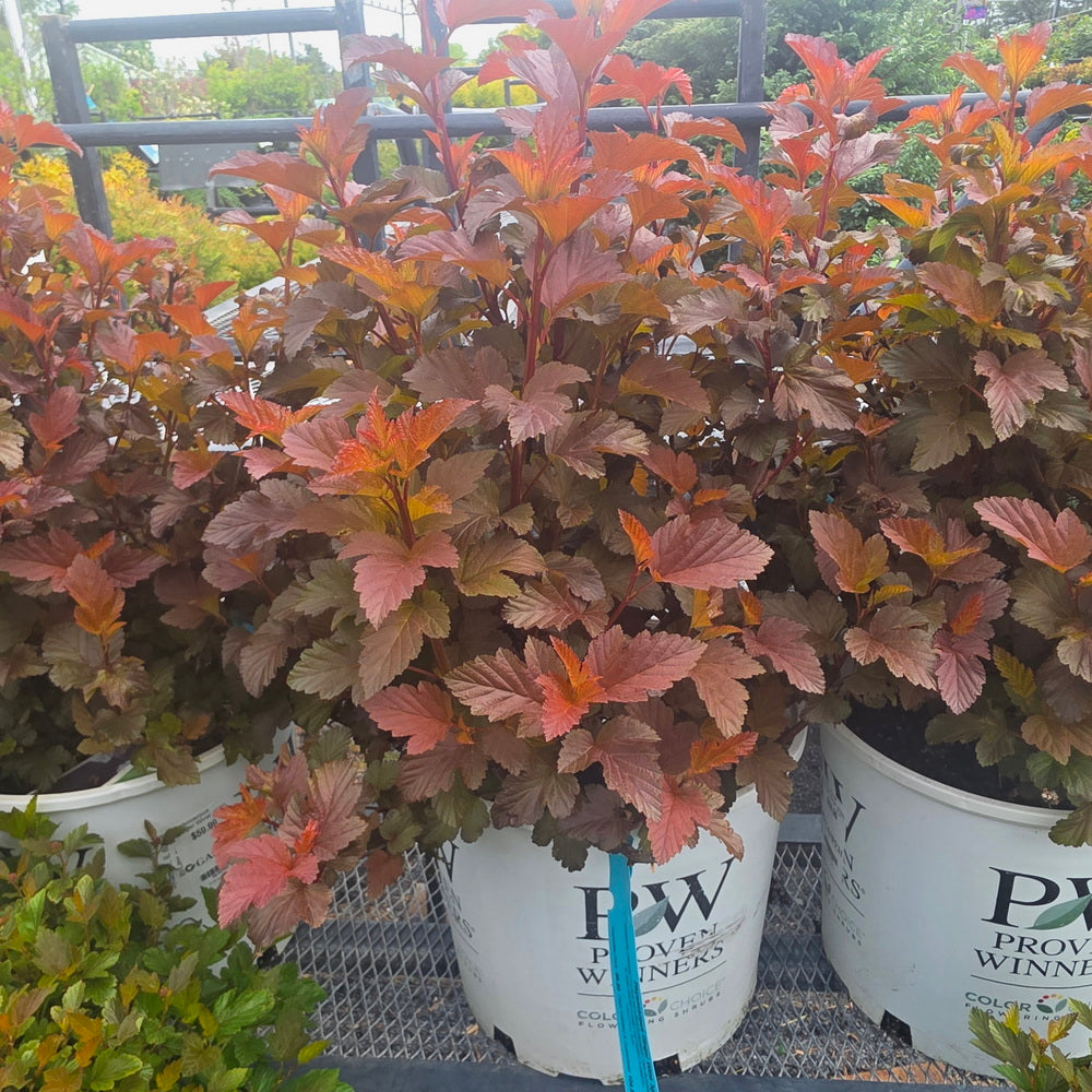 Center Glow Ninebark