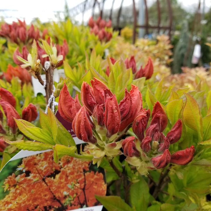 Gibraltar Azalea