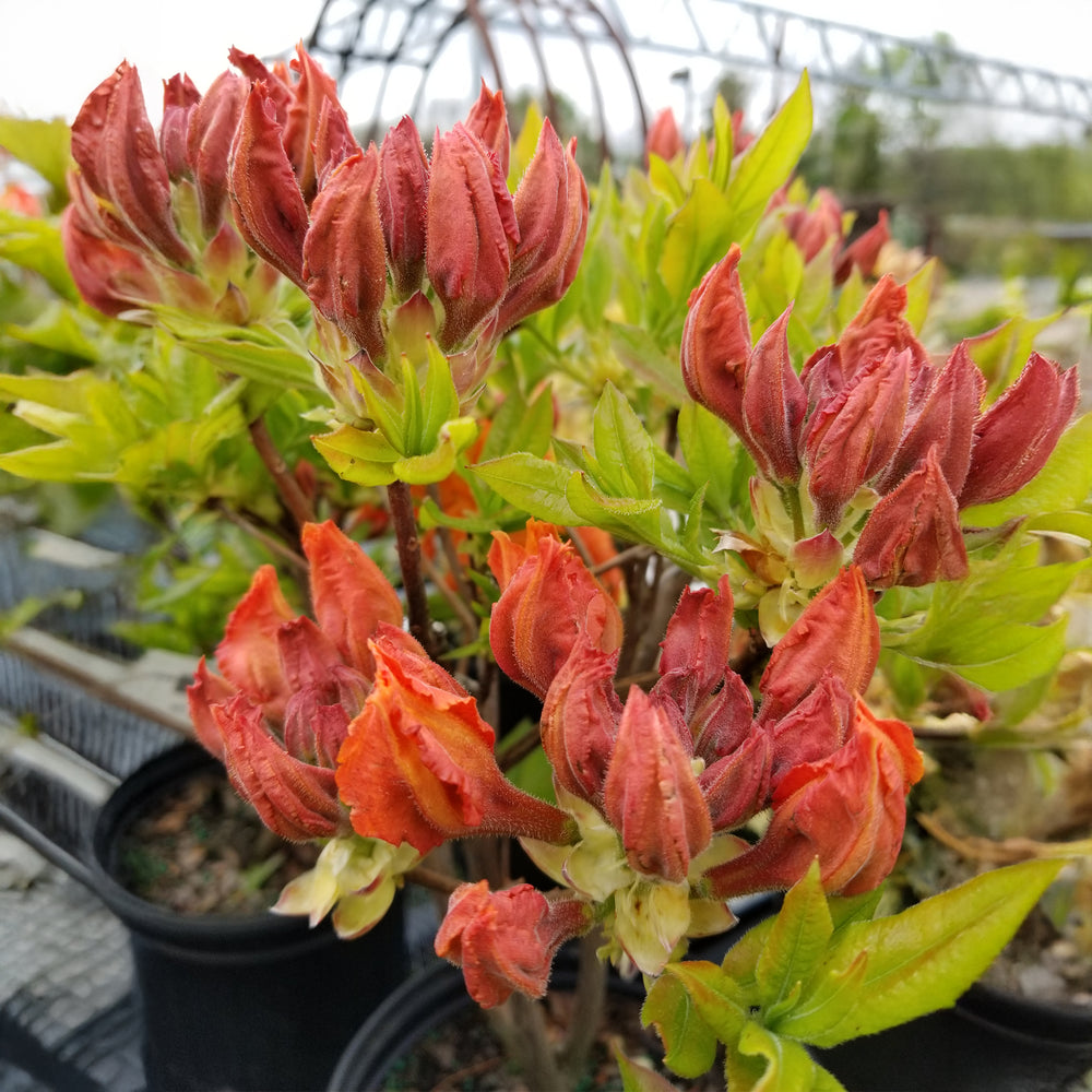 Gibraltar Azalea