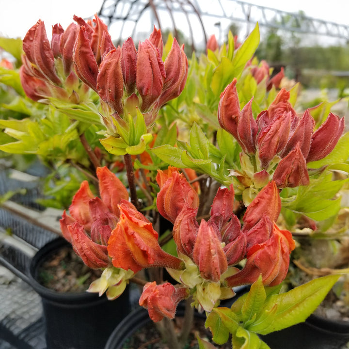 Gibraltar Azalea