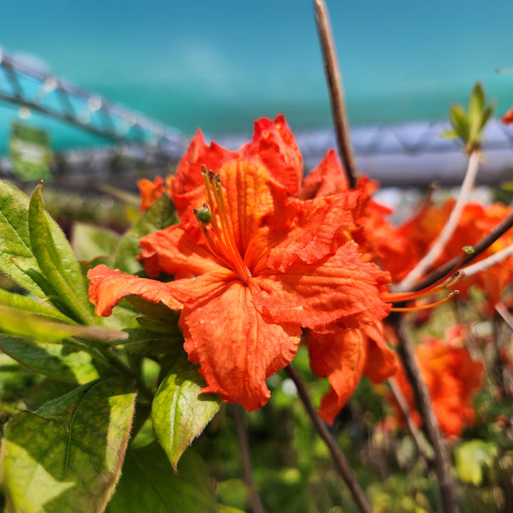 Gibraltar Azalea
