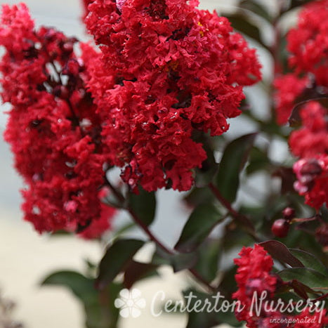 Dynamite® Crape Myrtle