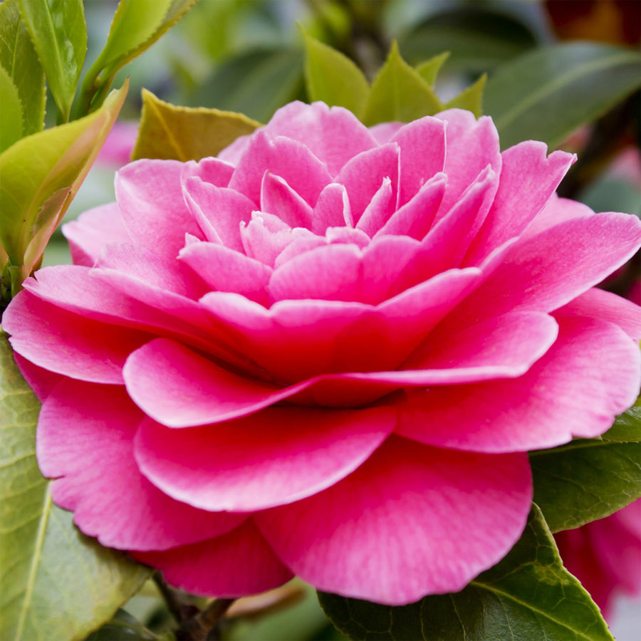 April Kiss Camellia