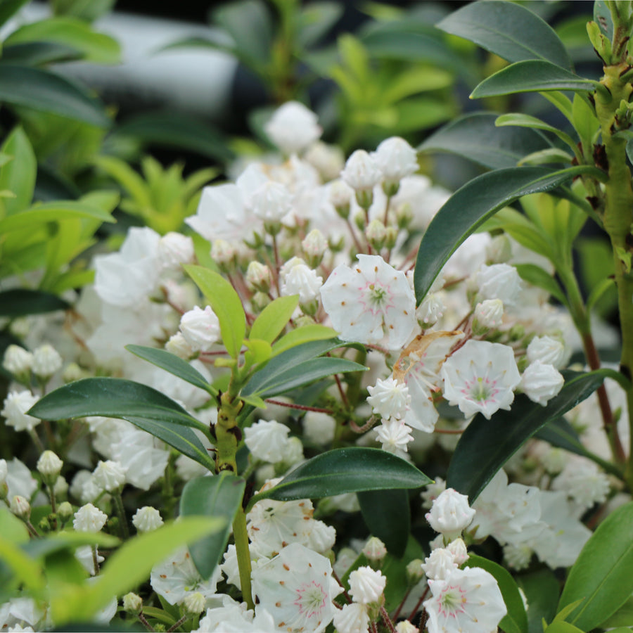 Elf Mountain Laurel