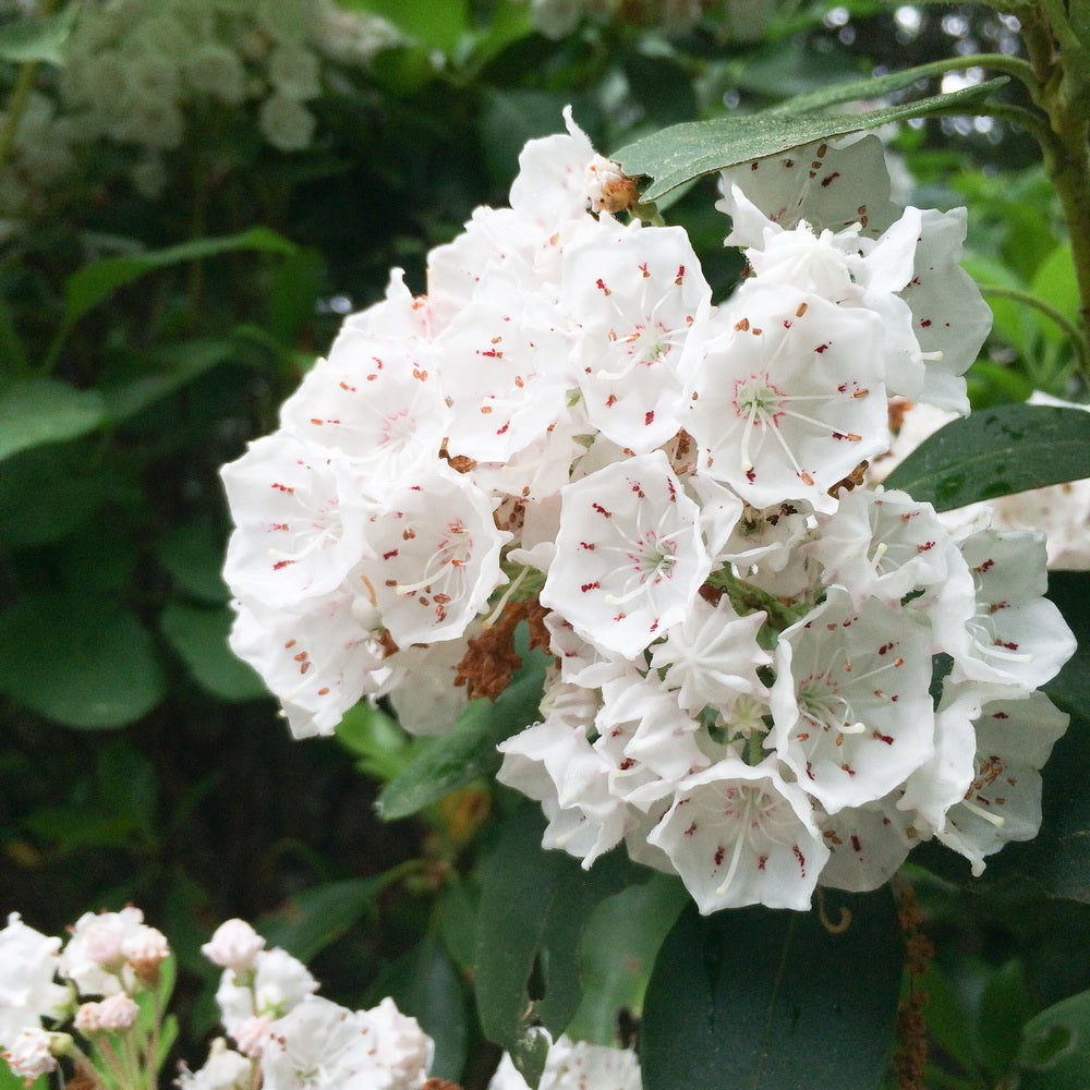 Elf Mountain Laurel
