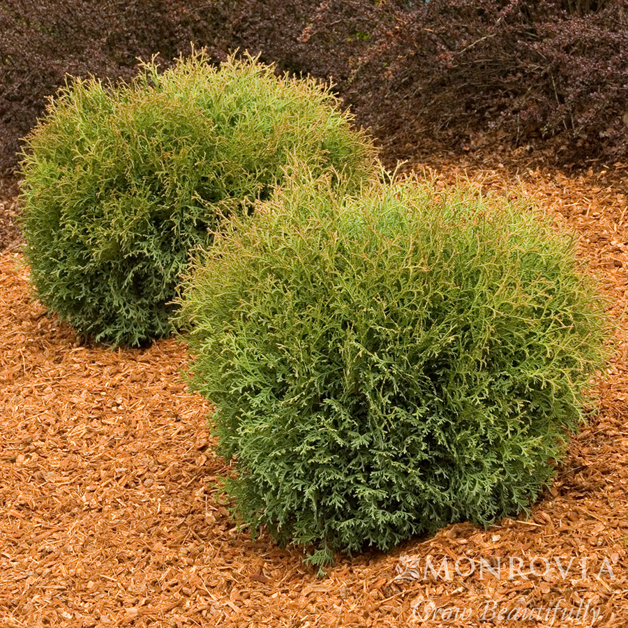 Hetz Mini Arborvitae