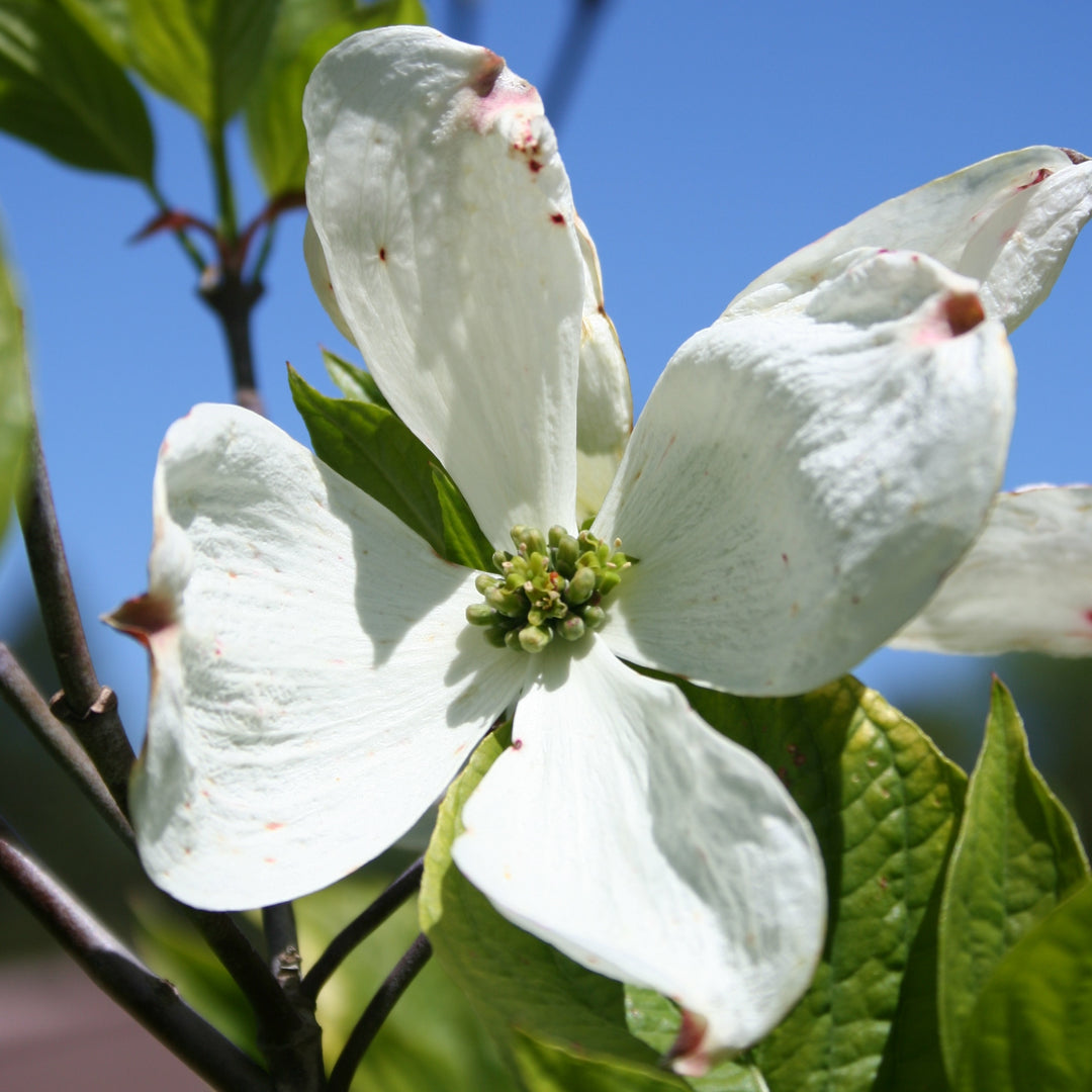 Cherokee Princess Flowering Dogwood