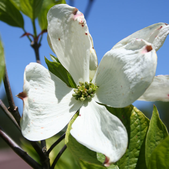 Cherokee Princess Flowering Dogwood