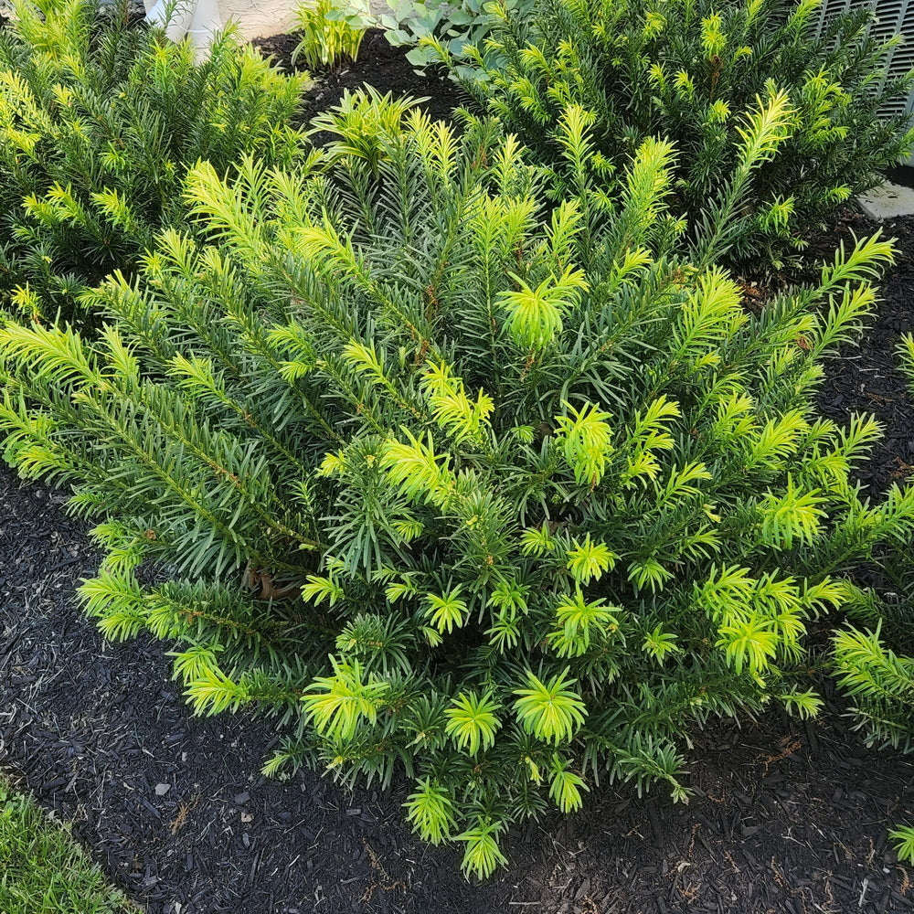 Duke Gardens Plum Yew