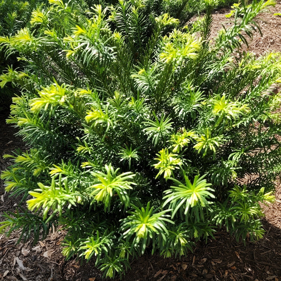 Duke Gardens Plum Yew