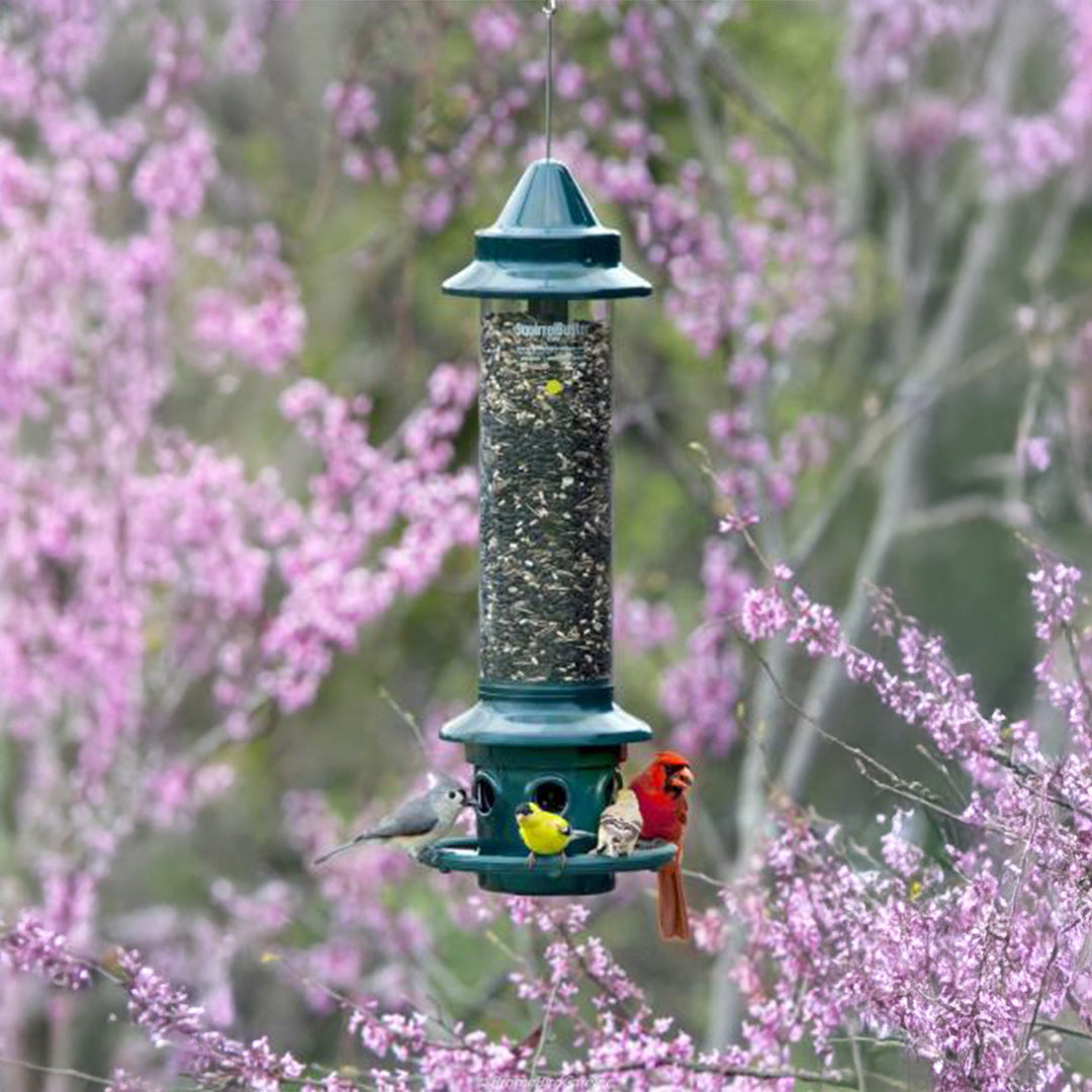 Squirrel Buster Plus Feeder