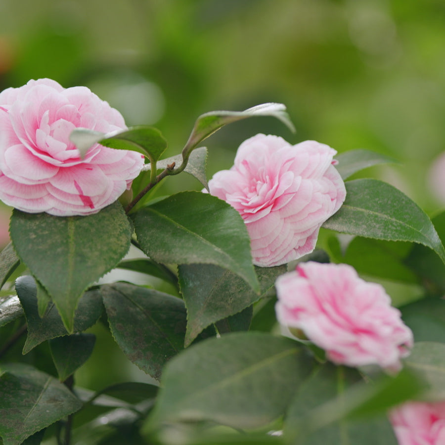 April Dawn Camellia