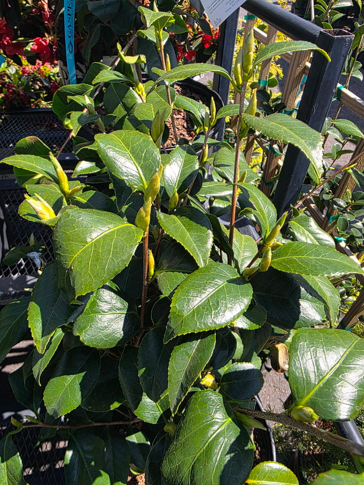 April Remembered Camellia