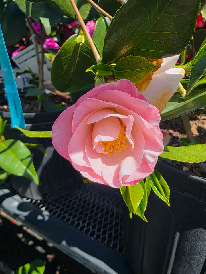 April Remembered Camellia