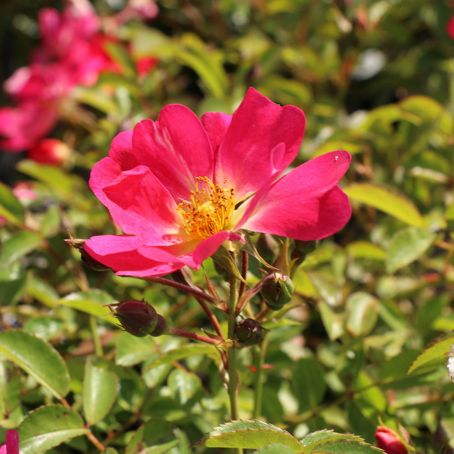 Pink Drift® Rose