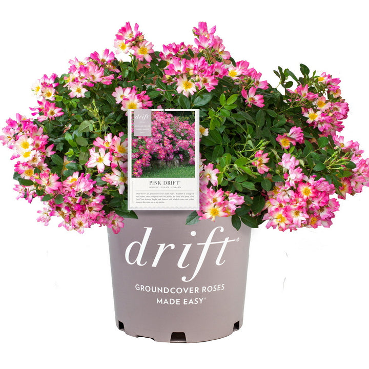 Pink Drift® Rose