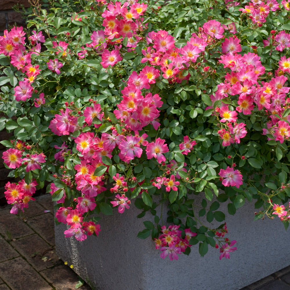 Pink Drift® Rose