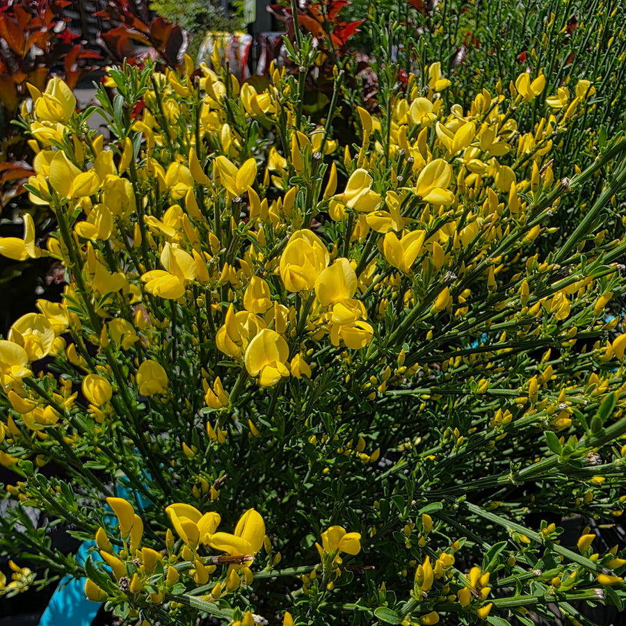 Allgold Scotch Broom