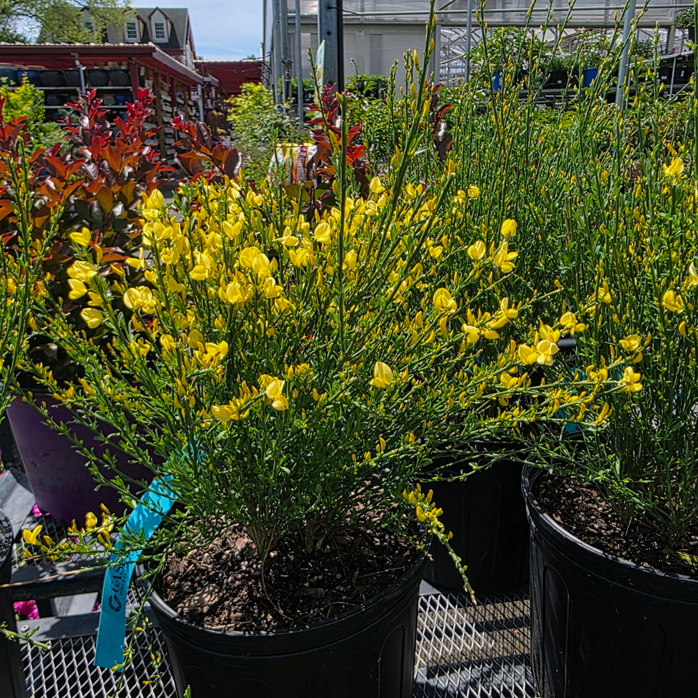 can you plant scotch broom in a pot Allgold Scotch Broom