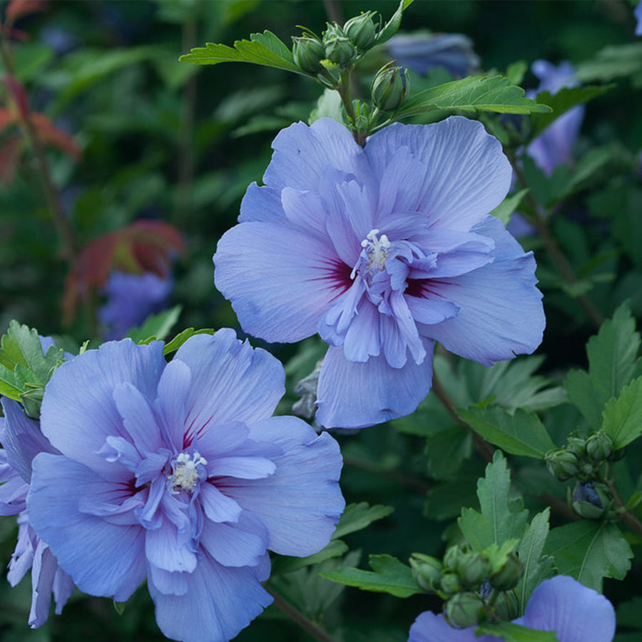 Blue Chiffon® Rose of Sharon
