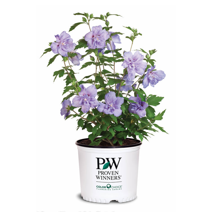 Blue Chiffon® Rose of Sharon