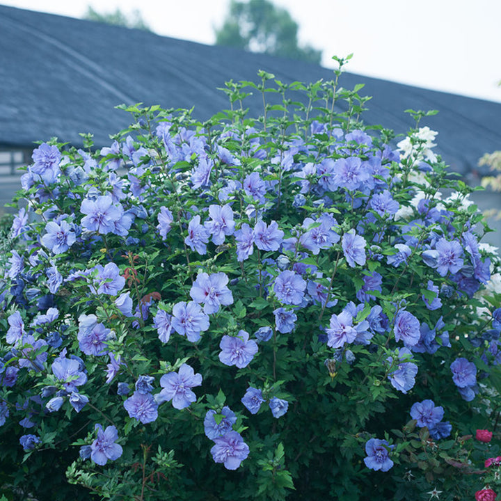 Blue Chiffon® Rose of Sharon