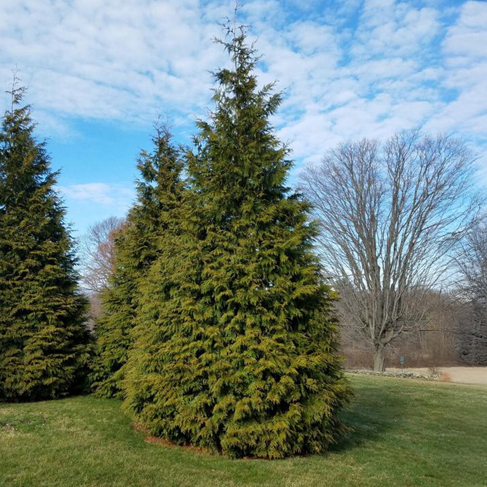 Green Giant Arborvitae
