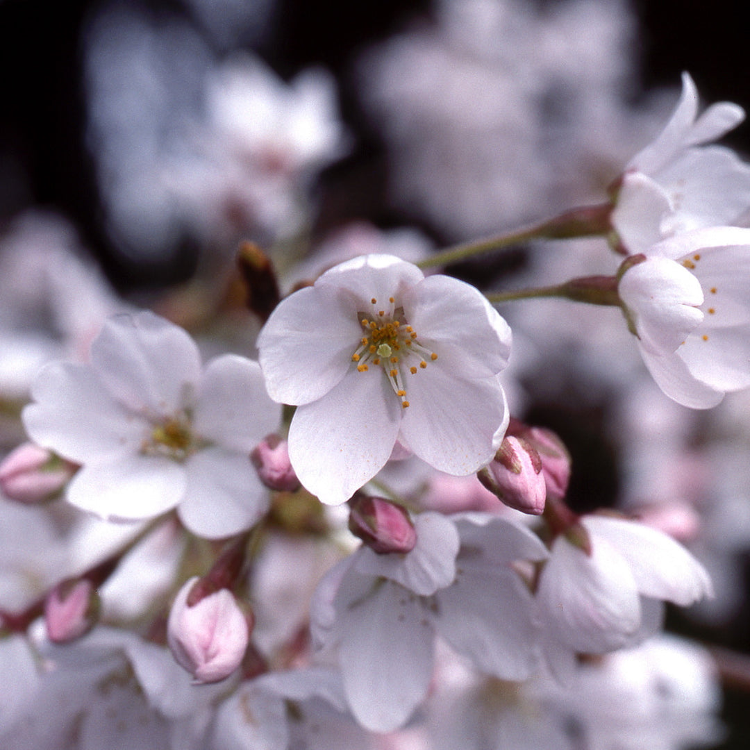 Yoshino Flowering Cherry