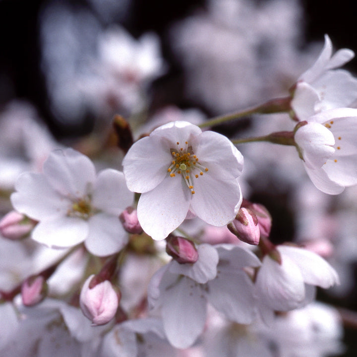 Yoshino Flowering Cherry