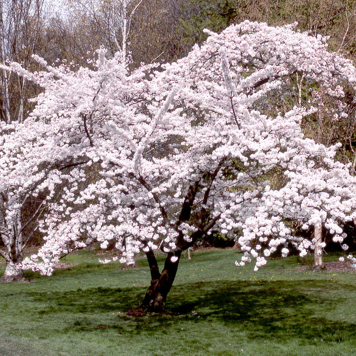 Yoshino Flowering Cherry