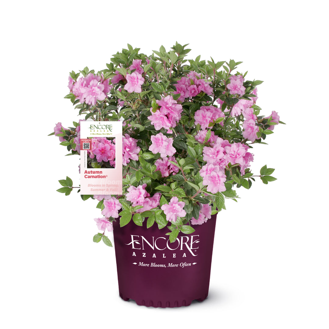 Autumn Carnation® Encore Azalea
