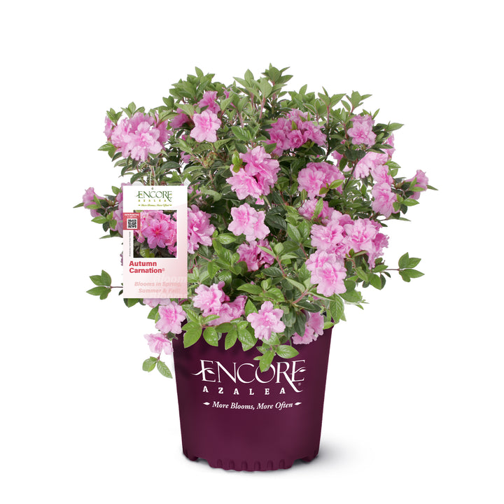 Autumn Carnation® Encore Azalea