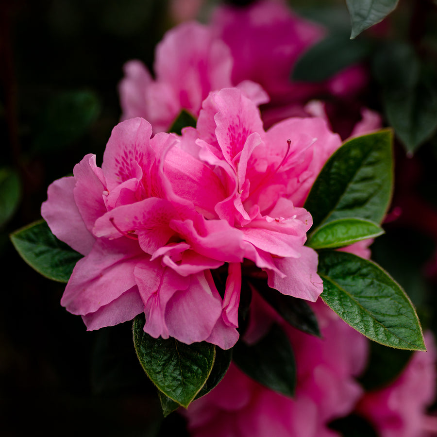 Autumn Carnation® Encore Azalea