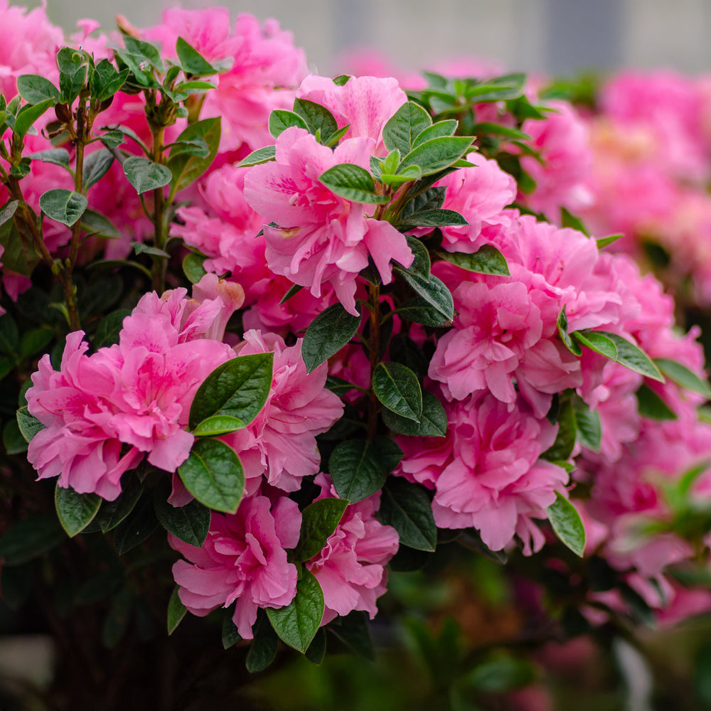 Autumn Carnation® Encore Azalea