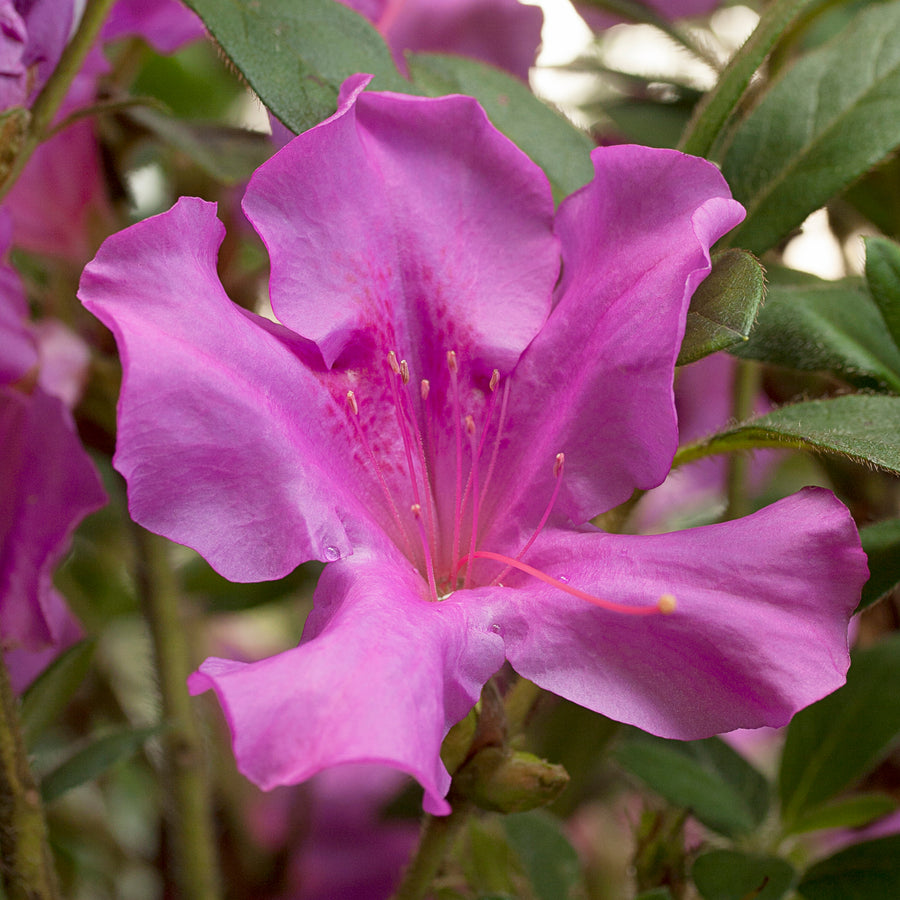 Autumn Royalty® Encore Azalea