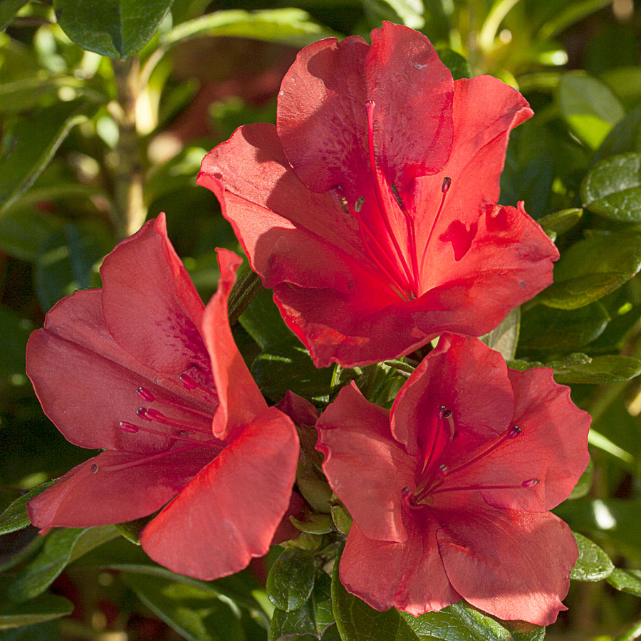 Autumn Sunset® Encore Azalea