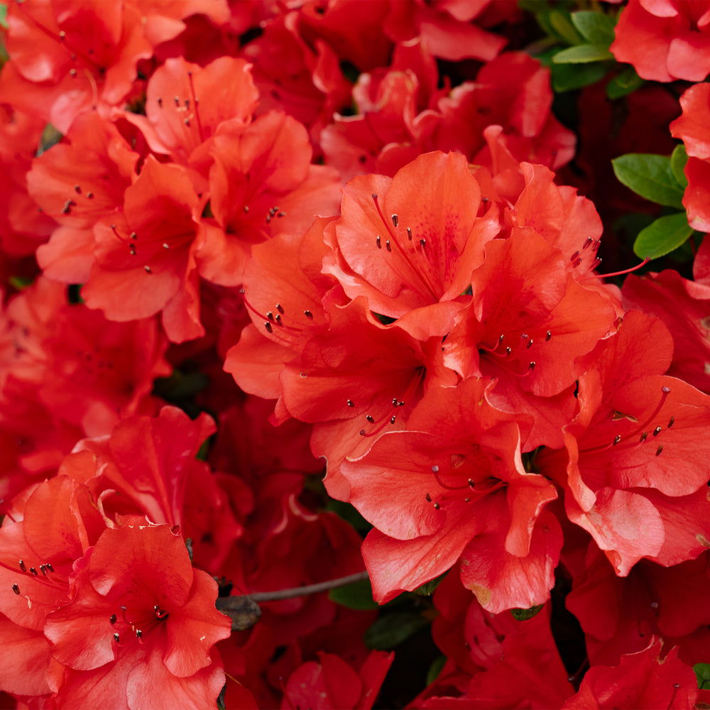 Autumn Sunset® Encore Azalea