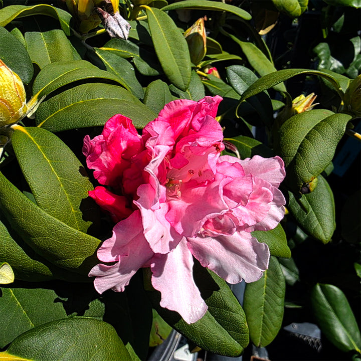 Yaku Prince Rhododendron