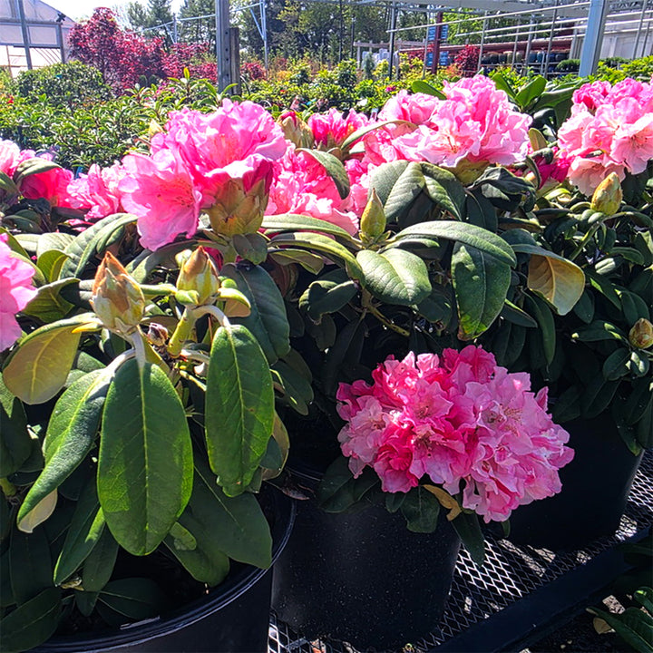 Yaku Prince Rhododendron