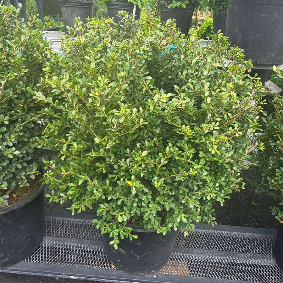 Compact Japanese Holly