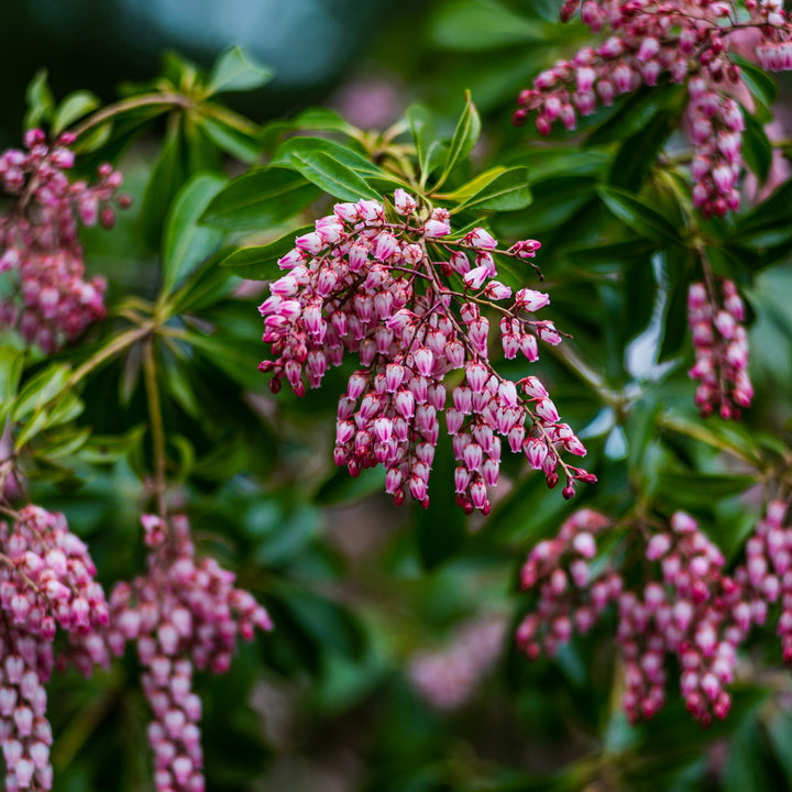 Katsura Andromeda