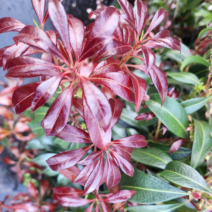 Katsura Andromeda