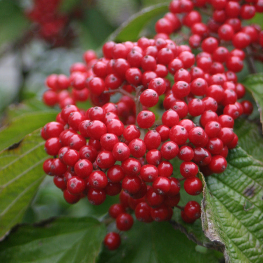 Cardinal Candy® Viburnum