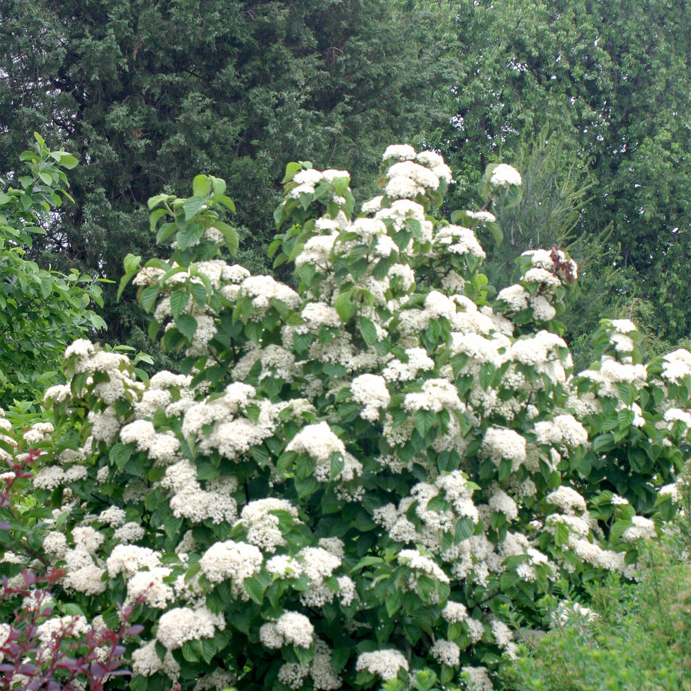 Cardinal Candy® Viburnum