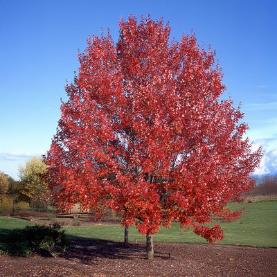 October Glory Red Maple