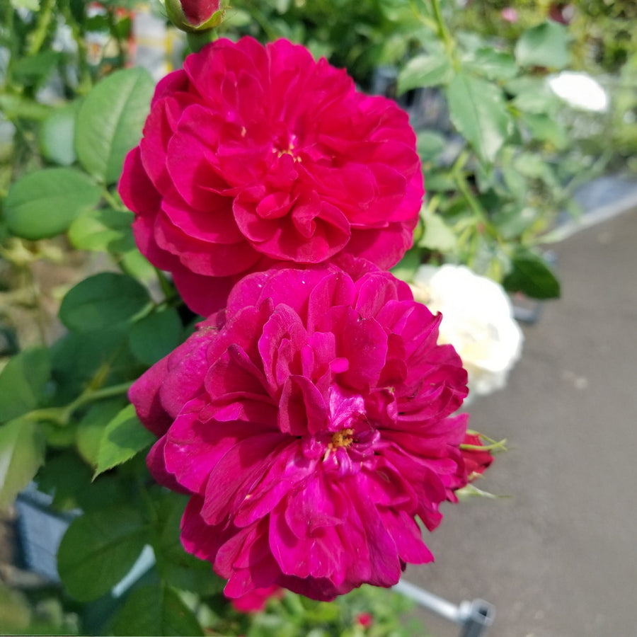David Austin Darcey Bussell® Rose