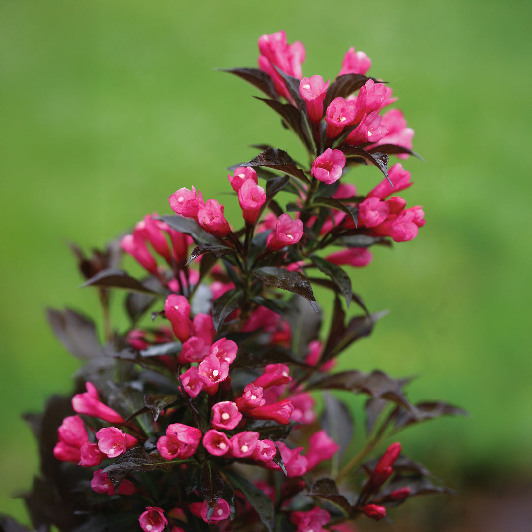 Spilled Wine® Weigela