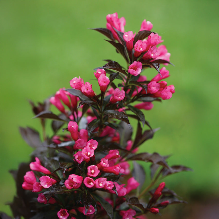 Spilled Wine® Weigela
