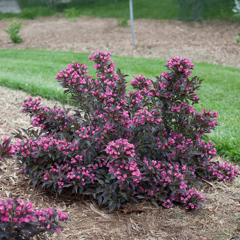 Spilled Wine® Weigela